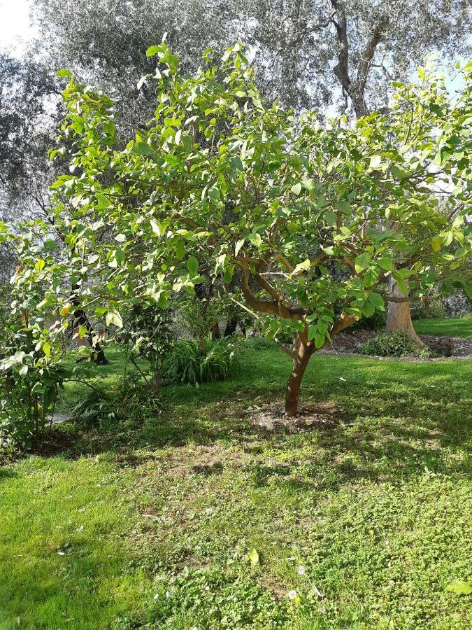 Casa Vacanze Ester Brenzone sul Garda Exterior photo